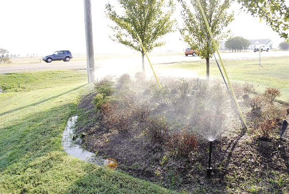 Several azalea bushes being watered by sprinklers.